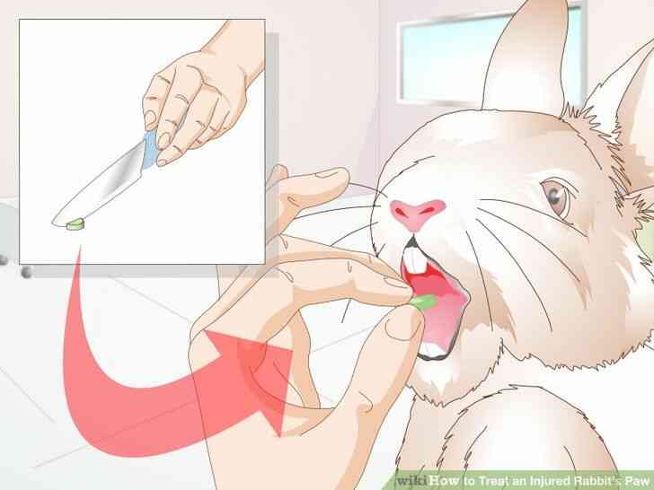 Image intitulée Traiter un Blessé du Lapin de la Patte de l